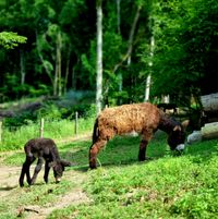 Gaya und Lucca beim Grasen